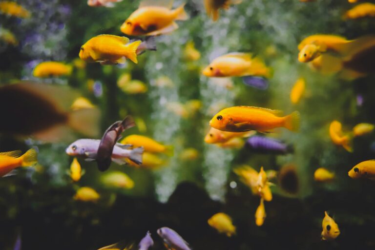 shallow focus photography of school of fish