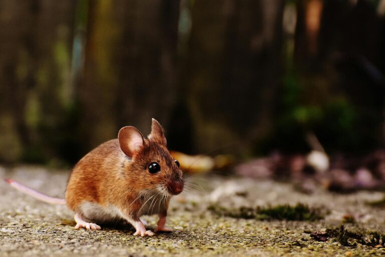 brown and white mice