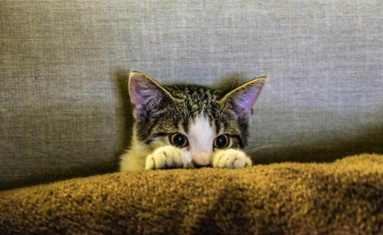 cute kitten hiding behind a pillow