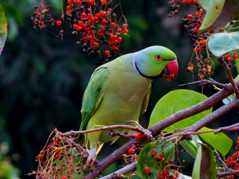 green and red beak bird on grey branch