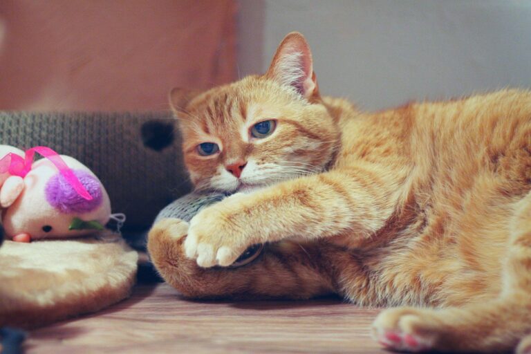 Evde Kullanabileceğiniz En İyi Kedi Köpek Oyuncakları