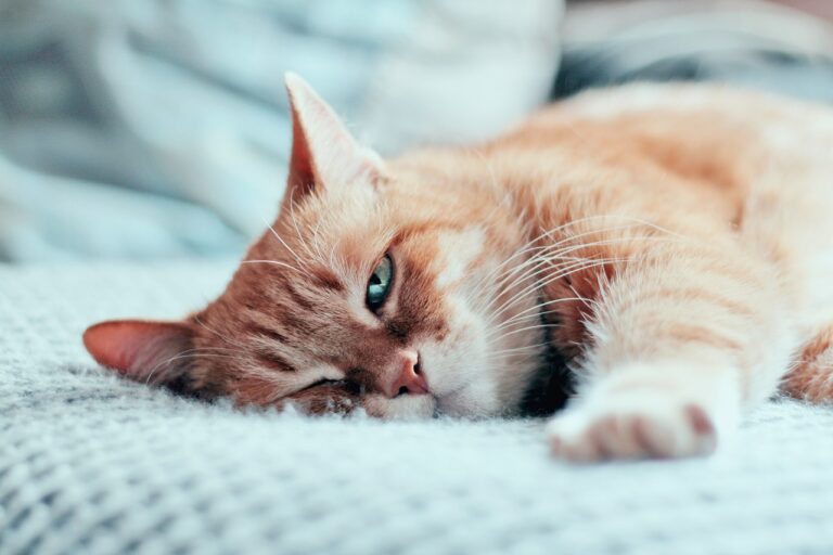 Kedi-Köpek Zehirlenmelerinde Evde Yapılabilecekler