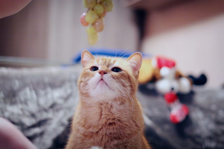 En Sağlıklı Kedi ve Köpek Ödülleri