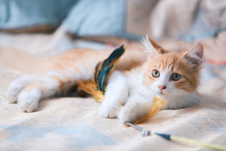 Kedi ile Uçak Yolculuğu Nasıl Yapılır?