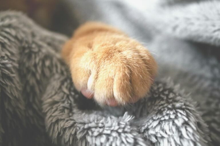Kedi ve Köpeklerde Tırnak Kesimi Nasıl Yapılır?