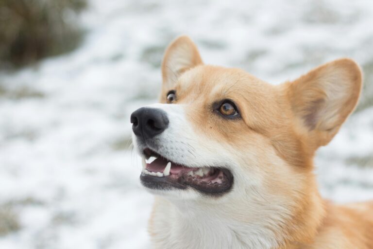 Köpeklerde Diş Bakımı: Diş Fırçalamak Gerekli mi?