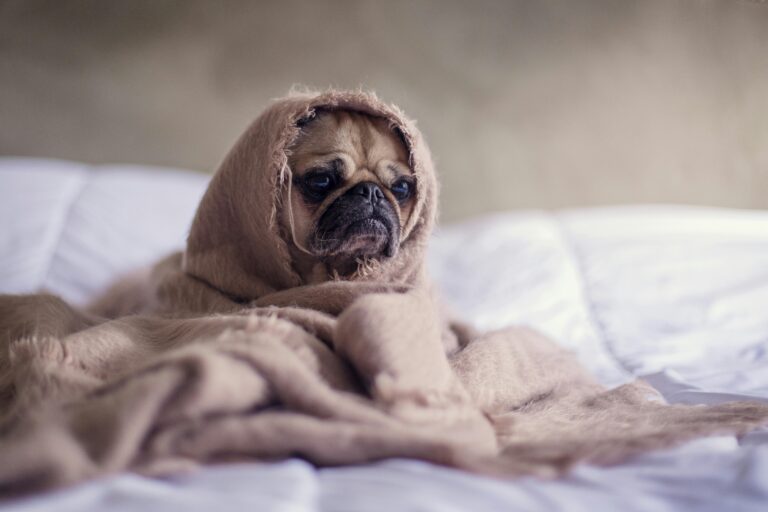 Köpeklerde Aşı Takvimi ve Önemi