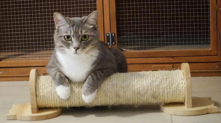 Kedi Tırmalama Sorunu Nasıl Çözülür?