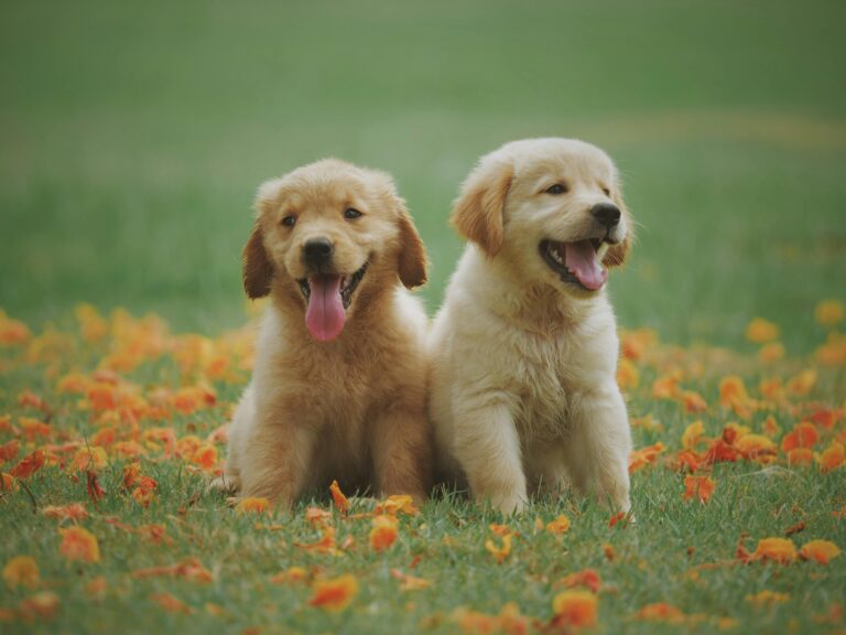 Yavru Köpekler Ne Kadar ve Ne Sıklıkla Beslenmeli?