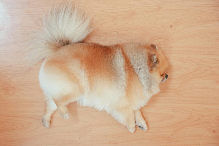 Pomeranian Boo Hakkında Her Şey