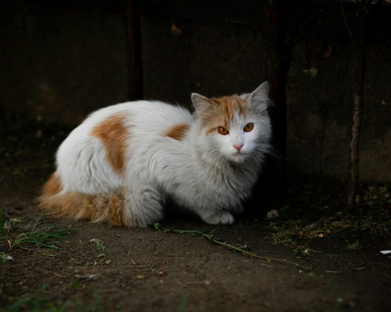 Kedi ve Köpekler Terk Edildiğinde Ne Hisseder?