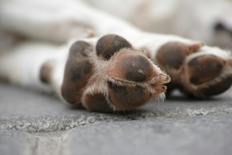 Köpek Trafik Kazası Geçirirse Ne Yapmalı?