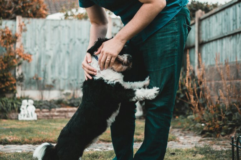 Köpeklerde Temel Komutlar ve Öğretme Teknikleri