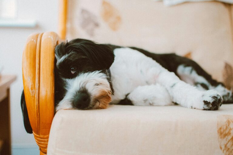 Köpeklerde Ayrılık Kaygısı Nasıl Anlaşılır?