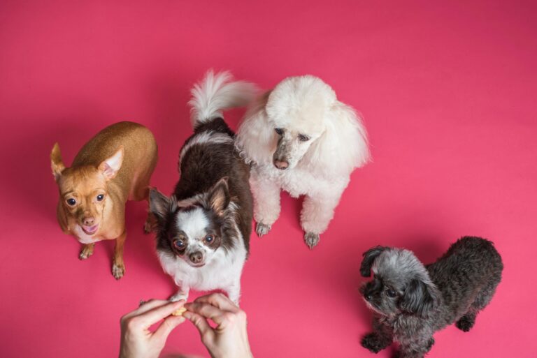 Köpek Maması Seçerken Nelere Dikkat Edilmeli?