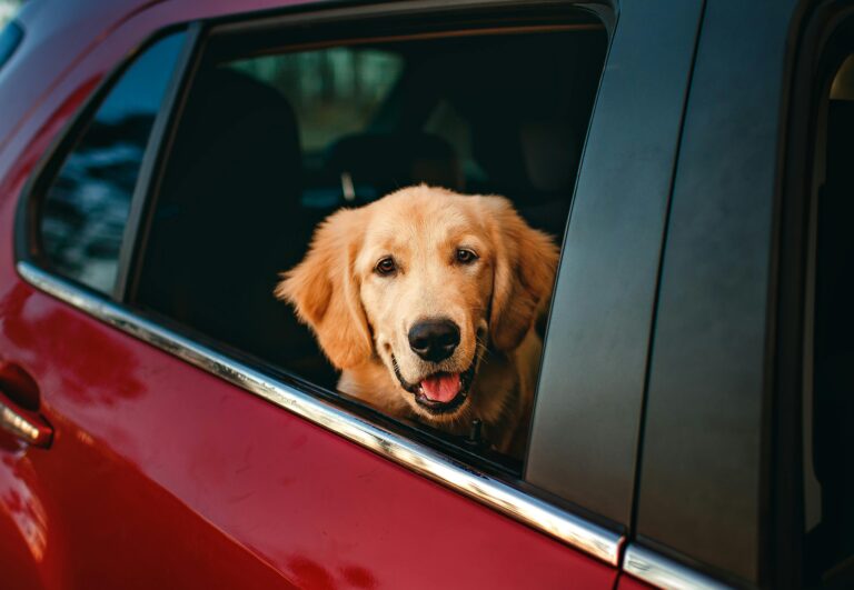 Köpeklerle Otobüs ve Tren Yolculuklarında Bilinmesi Gerekenler