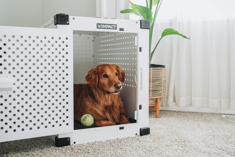 Hangi Köpek Irkı Size Uygun?