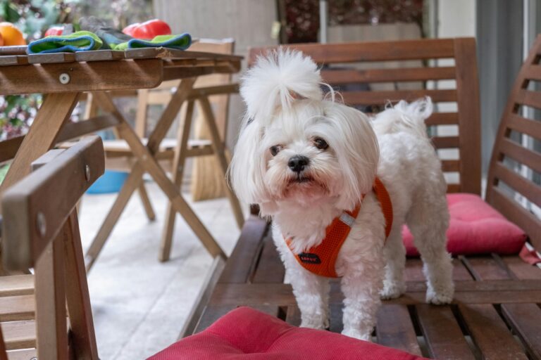 Köpekler Zamanı Nasıl Algılar?