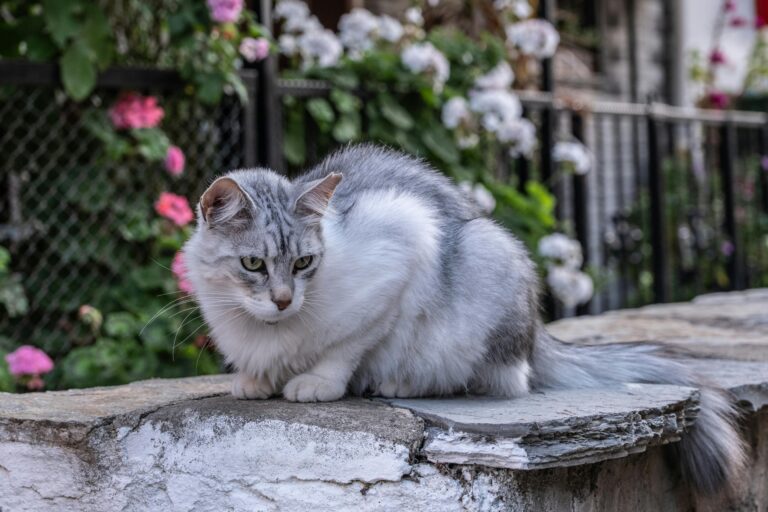 Bahar Alerjileri Evcil Hayvanları Nasıl Etkiler?