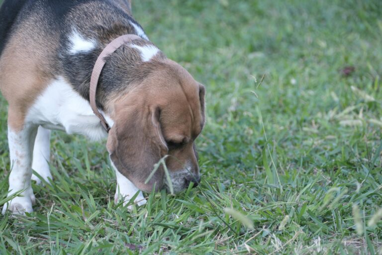 Köpeğim Aynı Noktayı Kokluyor, Ne Anlama Gelir?