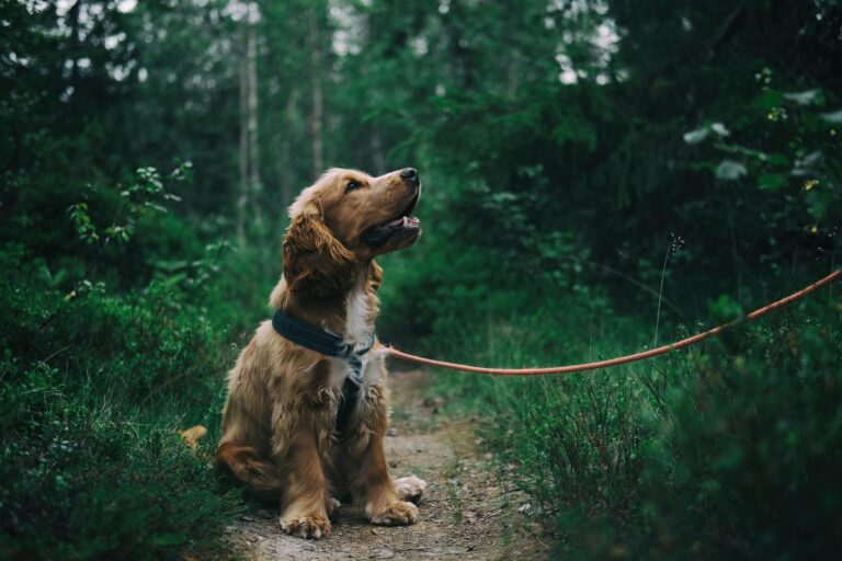 En İyi Köpek Tasmaları ve Seçim Rehberi