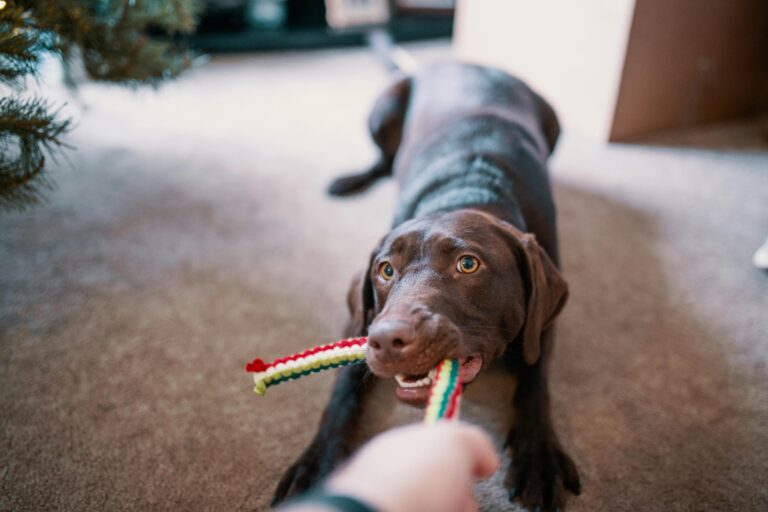 Köpek Boğazına Cisim Kaçarsa Ne Yapılmalı?