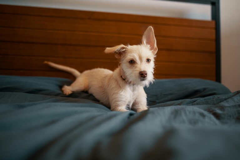 Köpeğim Tuvaletini Dışarıya Yapmıyor, Ne Yapmalıyım?