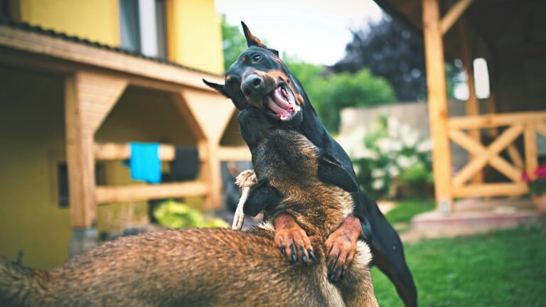 Köpeğim Yabancılara Agresif Davranıyor, Ne Yapmalıyım?