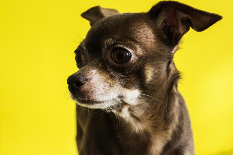 Köpeklerde Kulak Temizliği Nasıl Yapılır?