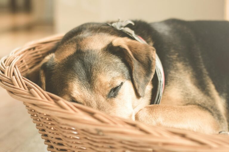 Köpekler Rüyasında Ne Görür?