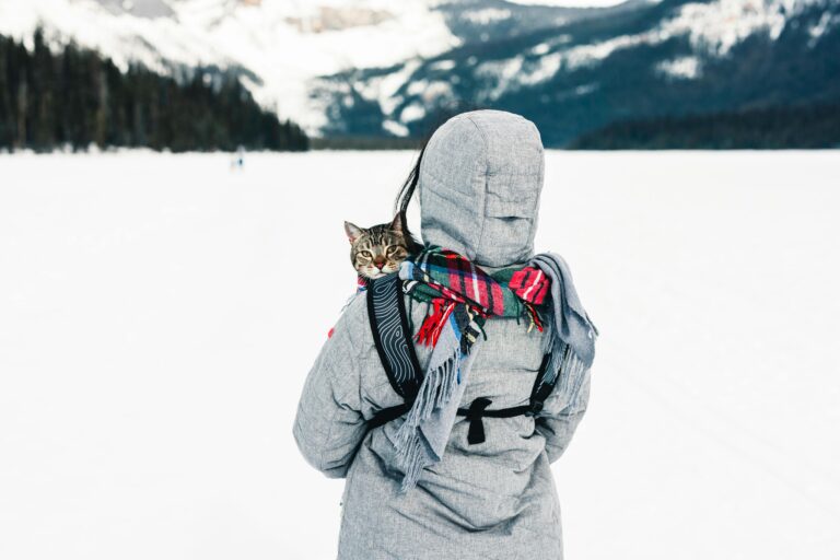 Kedi ve Köpekler İçin En İyi Seyahat Çantaları