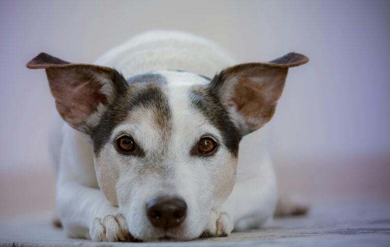Köpeğim Beni Neden Sürekli Takip Ediyor?