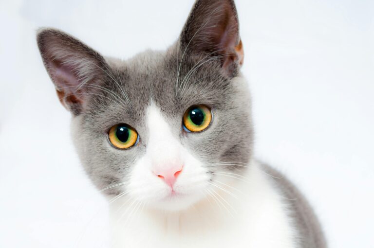 Kedi Sahiplenmeden Önce Bilmeniz Gerekenler