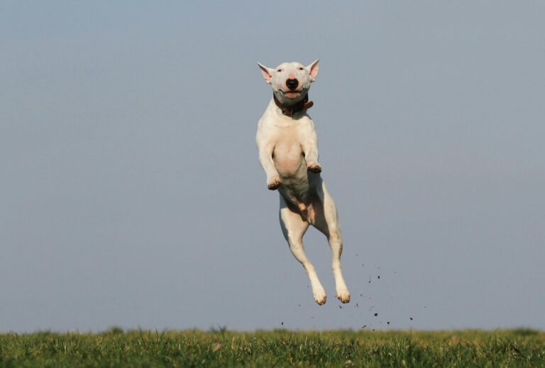 Köpek Kuyruğunu Sallarken Ne Hisseder?