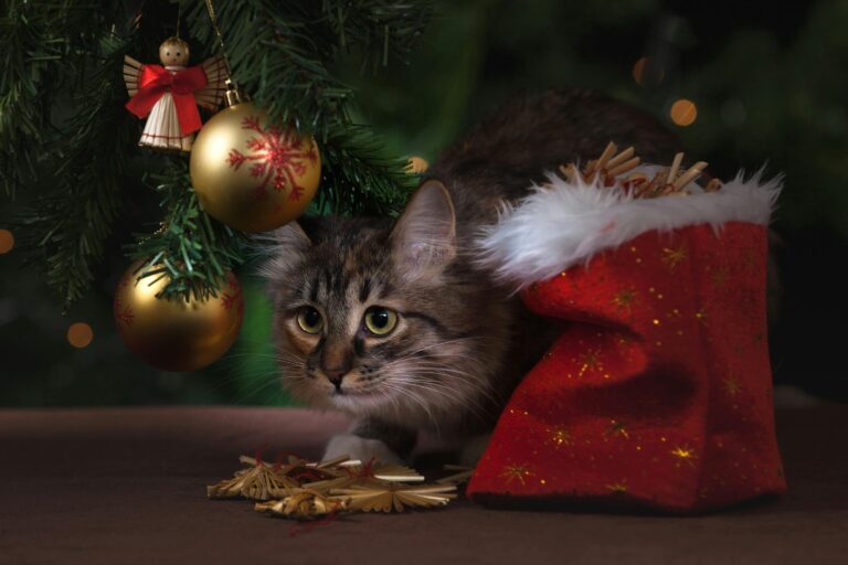 Kedi ve Köpekler İçin Yılbaşı Önlemleri