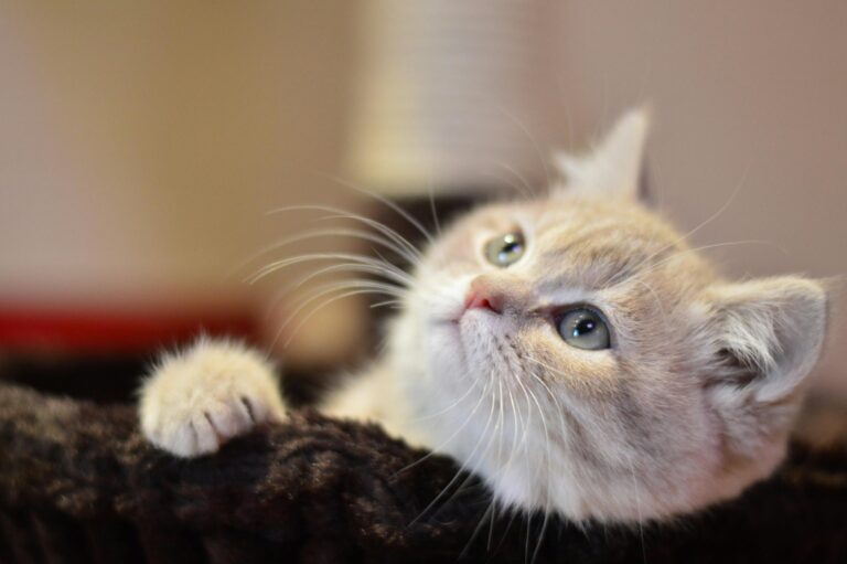 British Shorthair Kedisi Özellikleri ve Bakımı