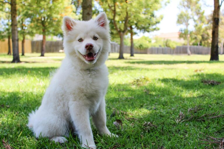 Köpeğim Kendi Gölgesine Havlıyor, Neden?