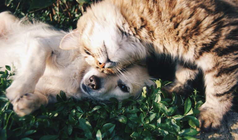 Kedi mi Köpek mi? Size Hangisi Daha Uygun?