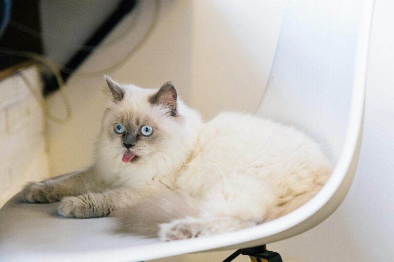 Otomatik Kedi Tuvaletleri İşe Yarıyor mu?