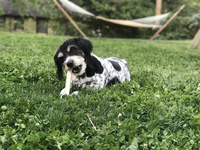 Köpekler Hangi Sebzeleri Yiyebilir?