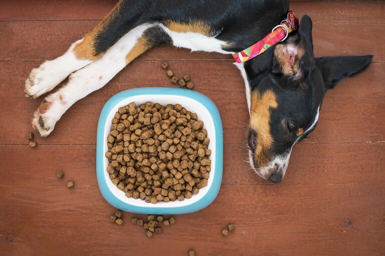 Köpeğim Mama Yemiyor, Ne Anlama Geliyor?