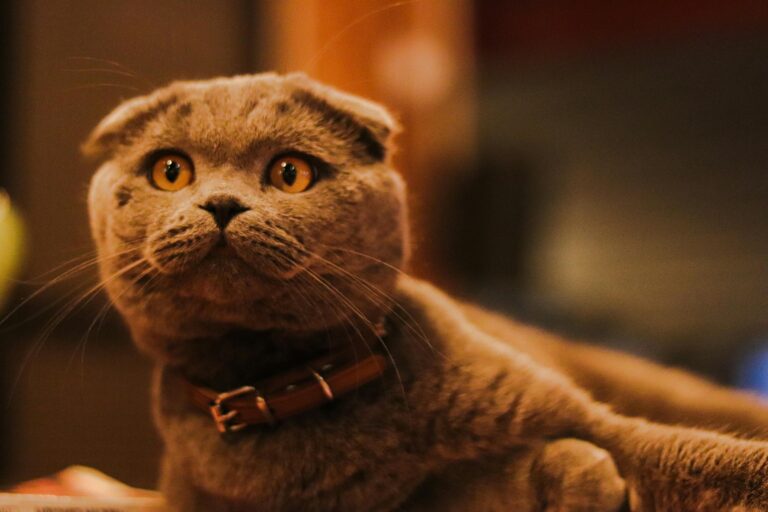 Scottish Fold Kedisi Sahiplenmeden Önce Dikkat Etmeniz Gerekenler