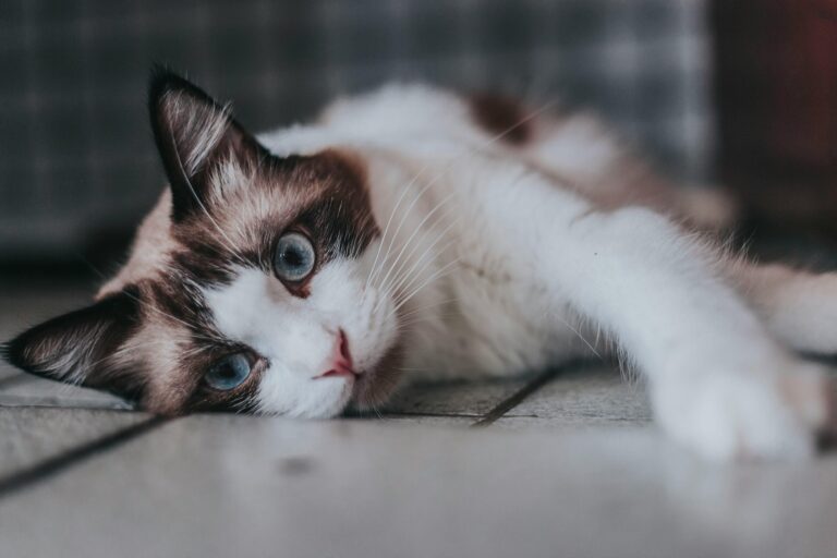 Kedi Kumunu Ne Sıklıkla Değiştirmeliyim?