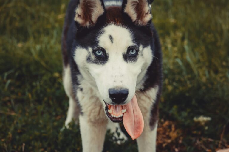 Köpeklerde Aşırı Salya Akıntısı Normal Mi?