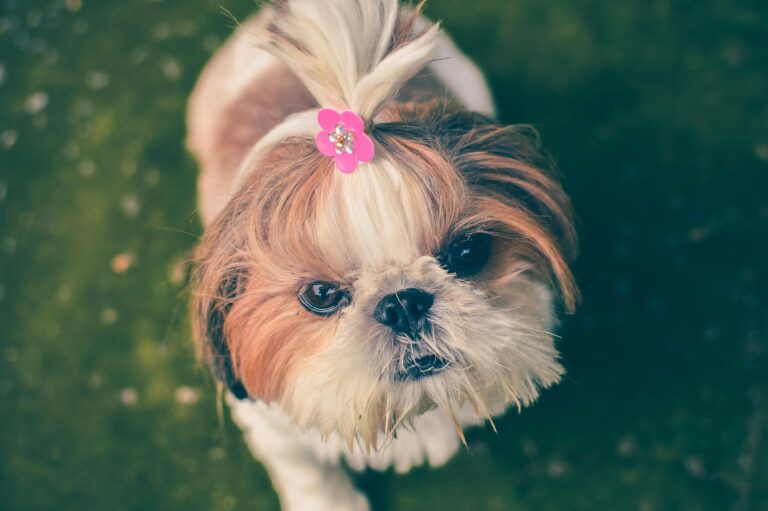 Köpeğim Tüylerini Yoluyor, Neden Olabilir?