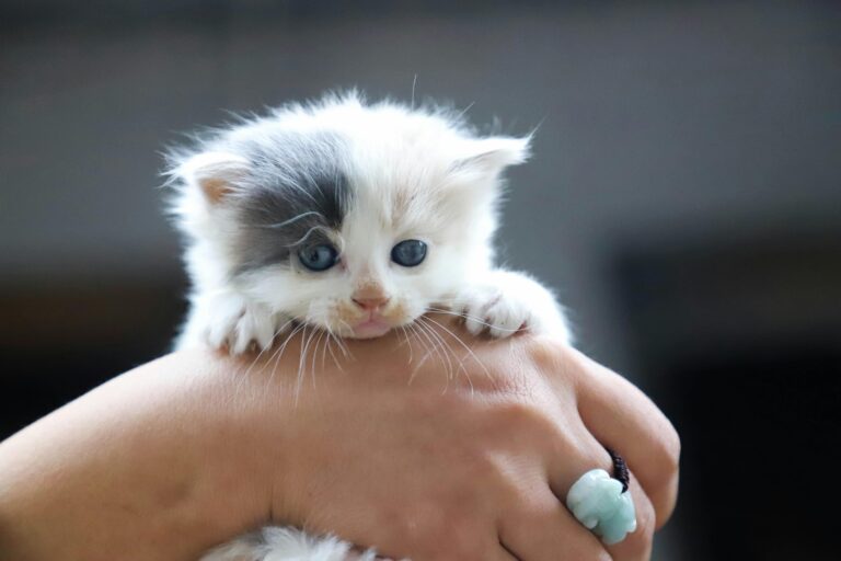 Kedi Tuvalet Eğitimi Nasıl Verilir?