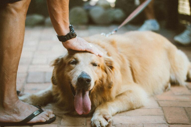 Golden Retriever Özellikleri ve Bakımı