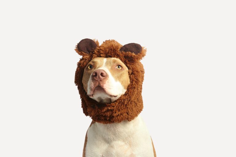 Köpek Sahiplenmek İçin En Uygun Zaman Nedir?