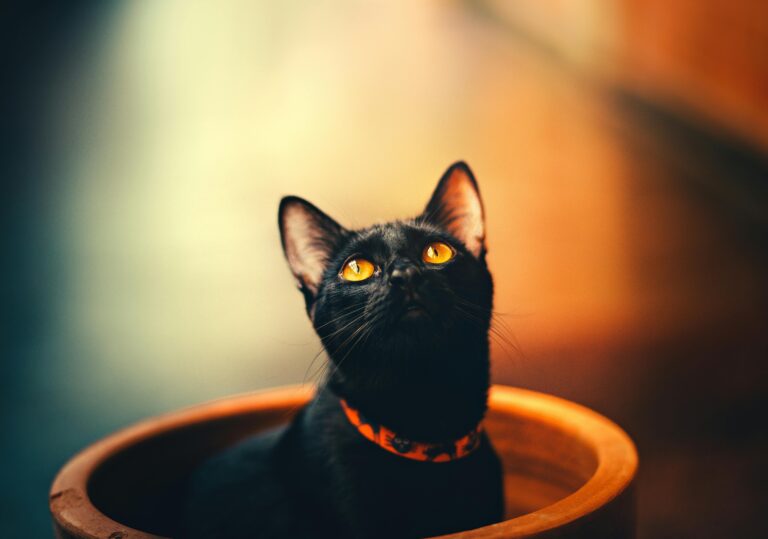 Kedi Tüy Dökmesi Neden Olur?