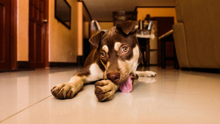 Köpeğim Sürekli Havlıyor, Nasıl Sakinleştirebilirim?